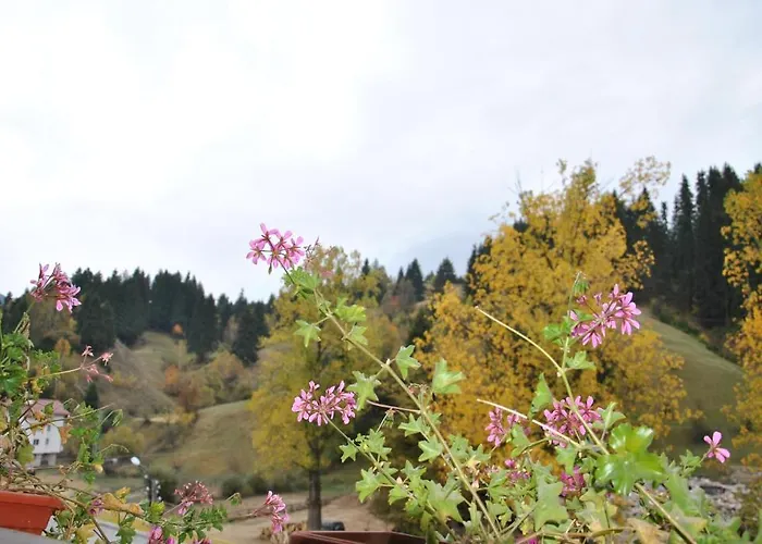 Family Shoky Hotel 3*